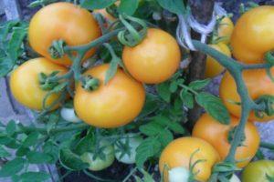 คำอธิบายพันธุ์มะเขือเทศสมุนไพร 'Duckling' ปลูกในพื้นที่โล่งและในเรือนกระจก