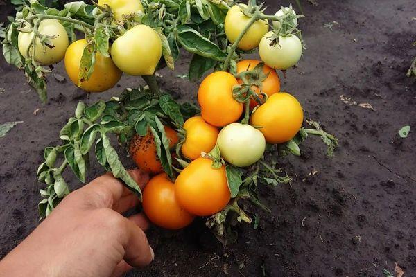 พุ่มไม้ที่มีมะเขือเทศ