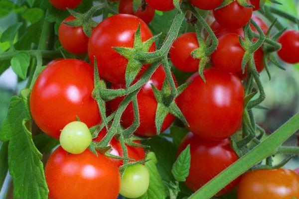 Un pinceau avec des tomates