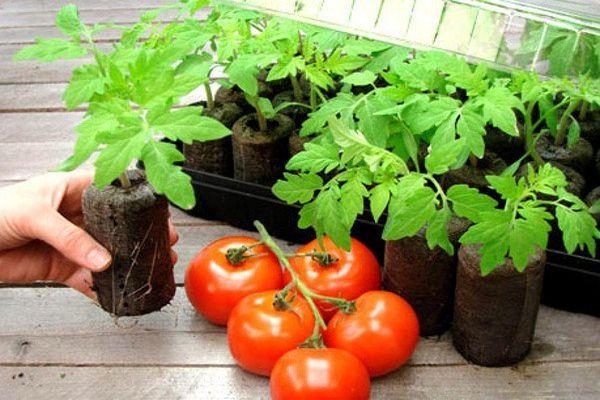 Pousses de tomates