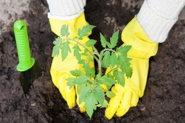 Planter des tomates