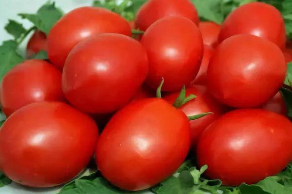 Tomates Valentina