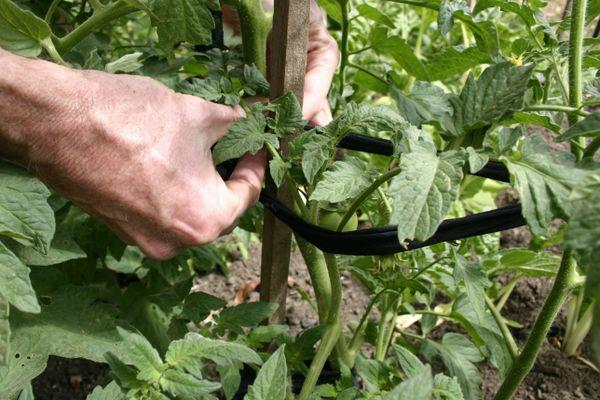 Jarretière de tomate