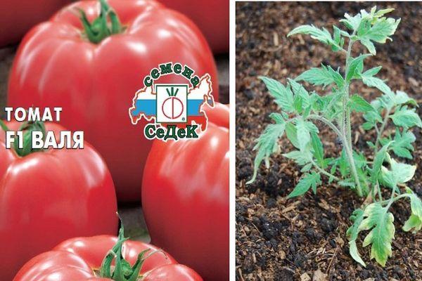 Description de la tomate hybride Valya f1 et caractéristiques de culture de la variété