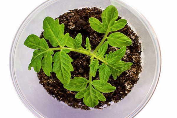 ต้นกล้ามะเขือเทศ