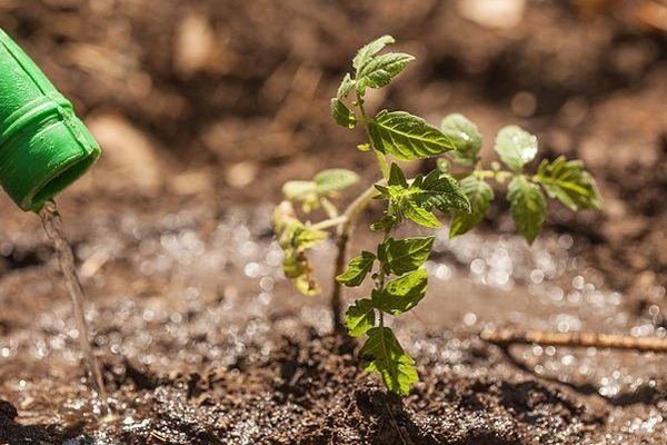 การรดน้ำมะเขือเทศ