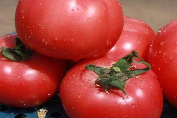 มะเขือเทศวาโน