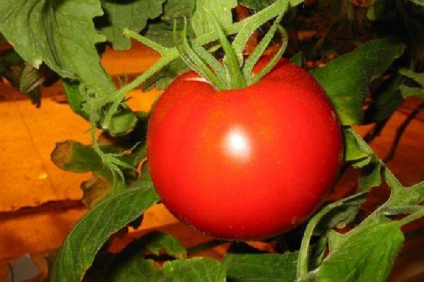 Tomate rouge