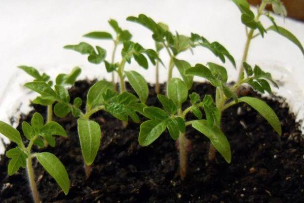 plants de tomates