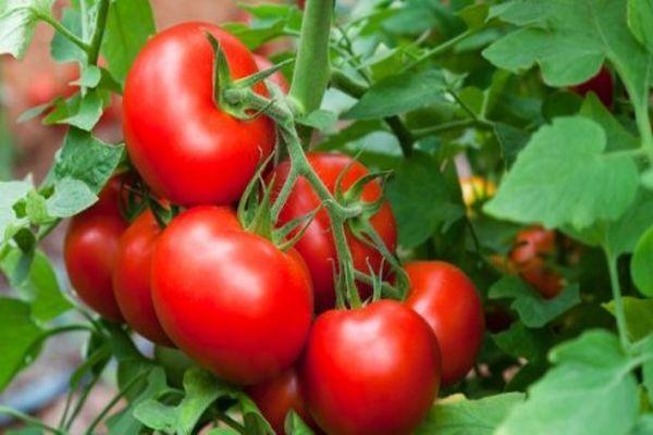 Un pinceau avec des tomates