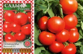 เมล็ดมะเขือเทศ