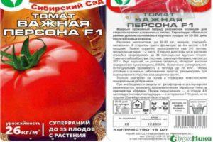 ลักษณะของมะเขือเทศลูกผสมทนน้ำค้างแข็ง “บุคคลสำคัญ” และการปลูกจากต้นกล้า