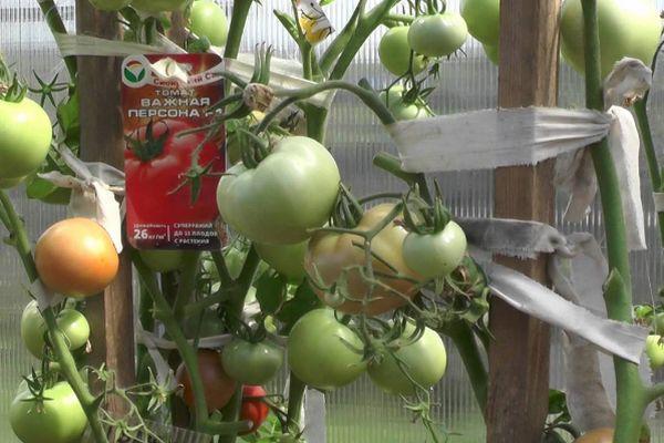 ต้นมะเขือเทศ