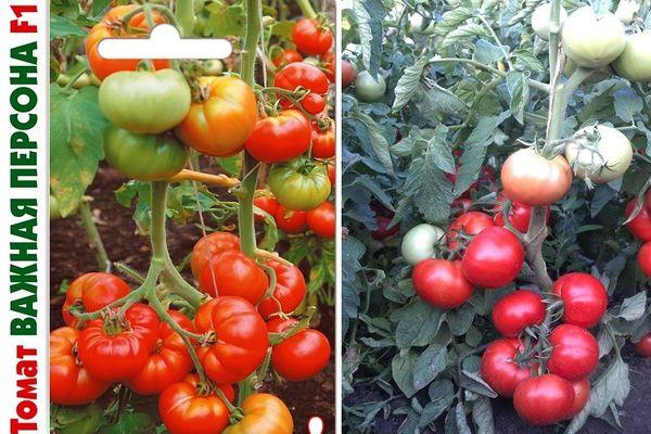 การปลูกมะเขือเทศ