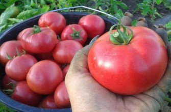 มะเขือเทศเวอร์เนอร์