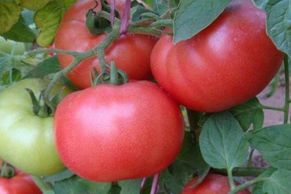Tomates de printemps