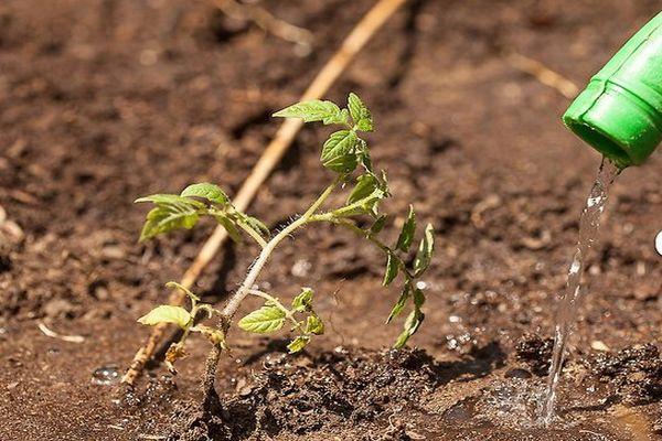 Arroser les tomates
