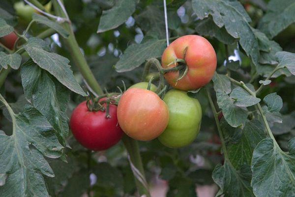 buisson de tomates
