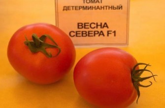 มะเขือเทศสองลูก