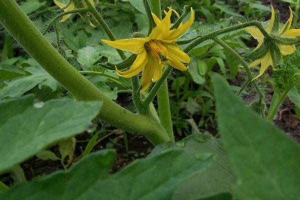 ดอกมะเขือเทศ