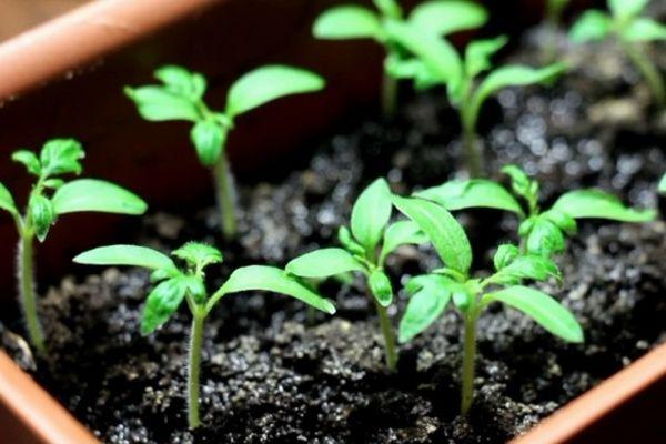 ต้นกล้ามะเขือเทศ