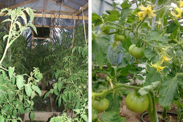 การปลูกมะเขือเทศ