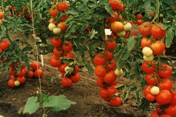 มะเขือเทศลูกผสม