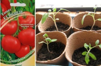 เมล็ดมะเขือเทศ