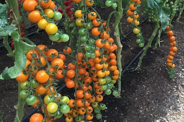 tomates cerises