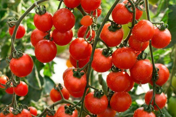 tomates cerises