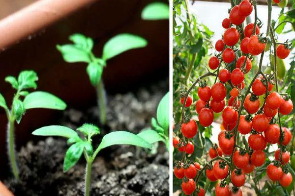 Cultiver des tomates cerises
