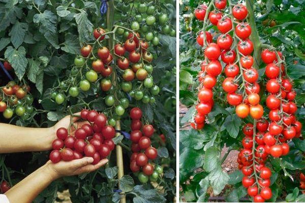 tomates cerises