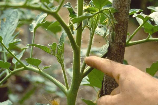 Caractéristiques et description de la tomate Flash, règles agrotechniques de culture