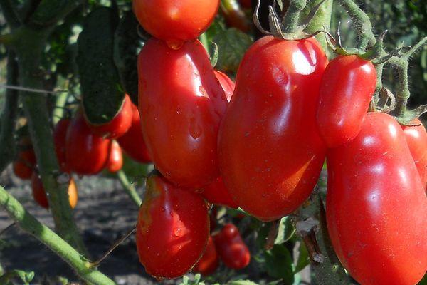 มะเขือเทศลูกผสม