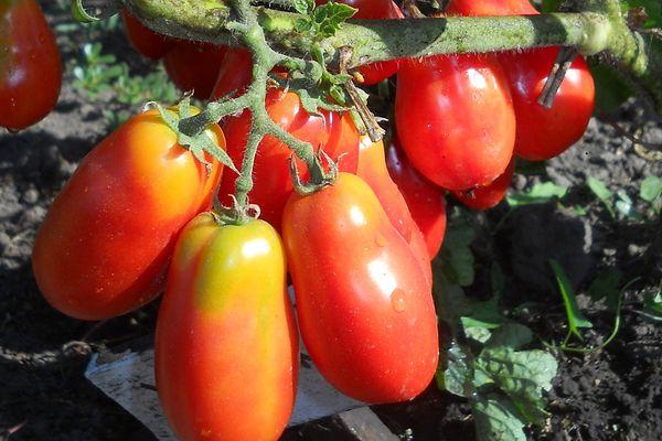 มะเขือเทศยาว