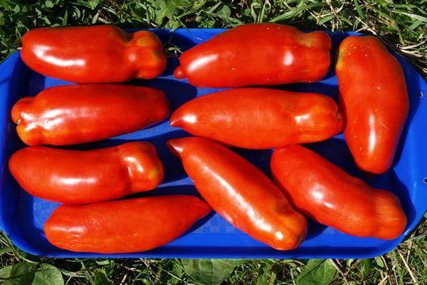 มะเขือเทศโคคโลมา