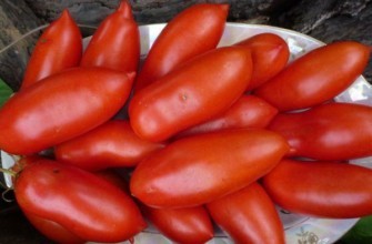 มะเขือเทศโคคโลมา