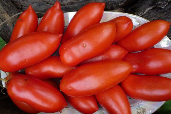 มะเขือเทศโคคโลมา