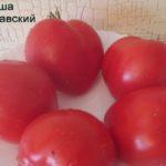 ผลมะเขือเทศ