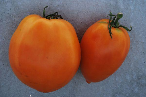 Deux tomates