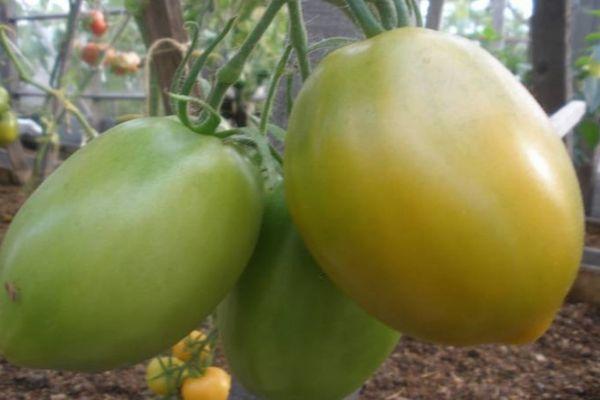 Tomates vertes