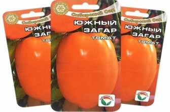 เมล็ดมะเขือเทศ