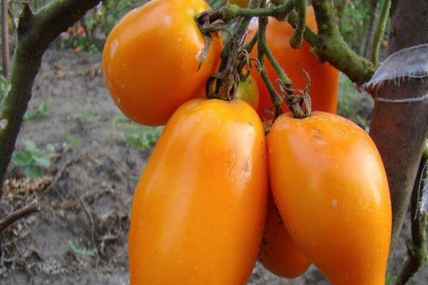 Tomates oranges