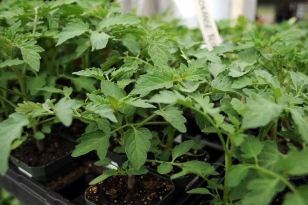 ต้นกล้ามะเขือเทศ