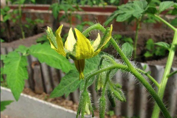 ดอกมะเขือเทศ