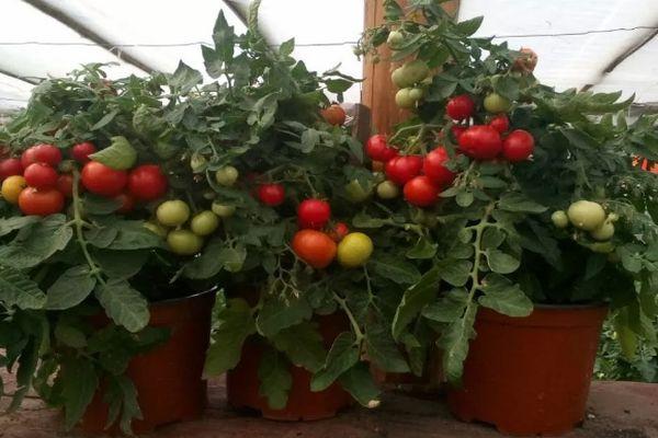 มะเขือเทศระเบียง