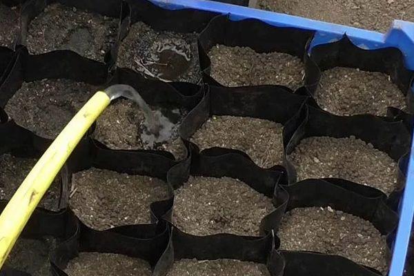 การรดน้ำต้นกล้า