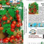 ลักษณะของมะเขือเทศ