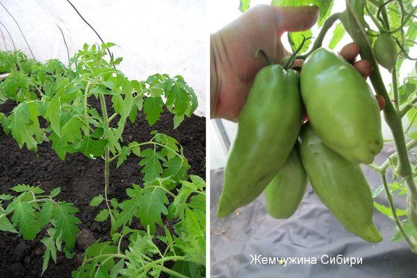 ไข่มุกแห่งไซบีเรีย