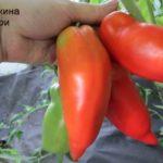 ผลมะเขือเทศ